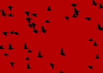 Red background, birds