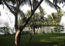 Palm Trees - Owns a resort in South India